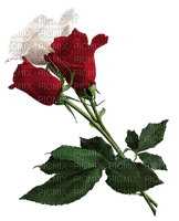 Flowers red rose bp - besplatni png