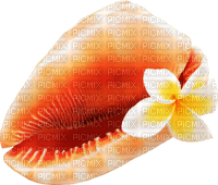 Kaz_Creations Deco Shells Shell - gratis png