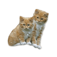 gatos  dubravka4 - png gratuito
