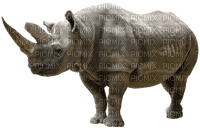 rhino - zdarma png