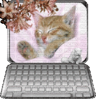 ordinateur chat - Besplatni animirani GIF
