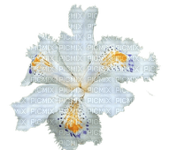 Iris Flower - Free PNG