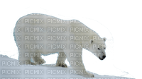 polar bear bp - png grátis
