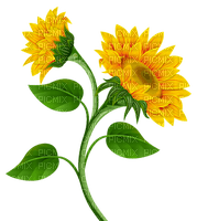 sunflowers Bb2 - ücretsiz png