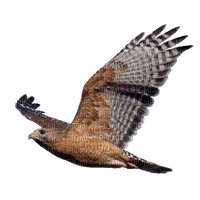 hawk katrin - Free PNG