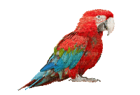 papuga - GIF animado grátis
