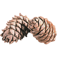 Pine Cone - 免费PNG
