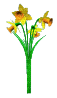 Daffodills - Free animated GIF