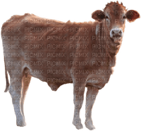cow per request - zadarmo png
