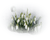 loly33 fleur perce neige - kostenlos png