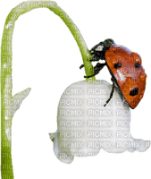 coccinelle - zdarma png