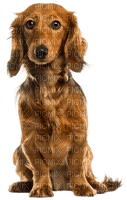 Kaz_Creations Dog-Pup - png gratuito