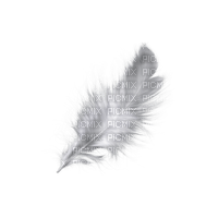 kikkapink deco scrap white feather - PNG gratuit