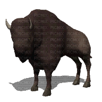 aze bison marron Brown s34 - GIF animé gratuit
