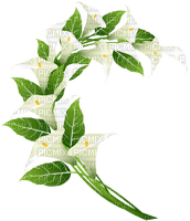 föowers calla-----blommor - PNG gratuit