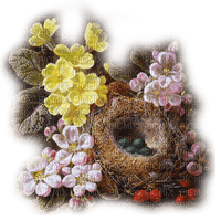 flores nido  dubravka4 - zdarma png