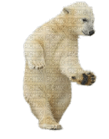 icebear animal winter hiver gif dance fun - 無料のアニメーション GIF