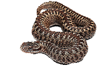 snake - GIF animado gratis