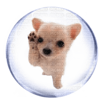 dog bubble - kostenlos png