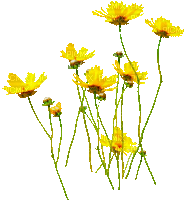 Y.A.M._Summer Flowers Decor - Nemokamas animacinis gif