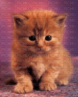 chaton adrable - 免费PNG