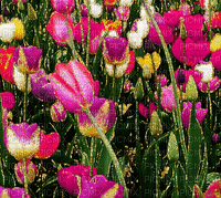 loly33 tulipe - GIF animé gratuit