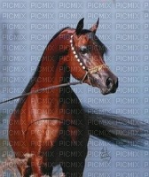 chevaux - png grátis
