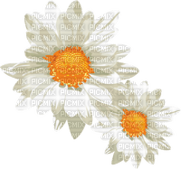 daisies Bb2 - 無料png
