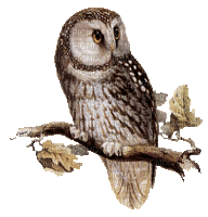 Kaz_Creations Owls Owl Birds Bird - GIF animé gratuit