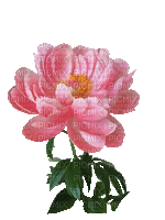 Peonie, rosa-pink, Blumen - Ingyenes animált GIF