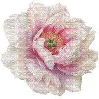 fleur pivoine - PNG gratuit