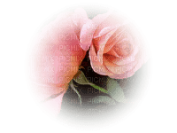 tube rose - PNG gratuit