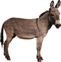 Kaz_Creations Donkey - PNG gratuit