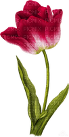 Tulip Flower - bezmaksas png