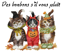 halloween cats  chats gif