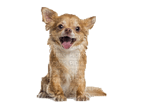 Chihuahua - Gratis animerad GIF