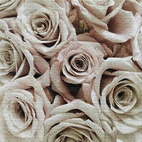 White Roses - darmowe png