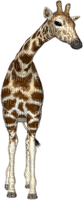 Giraffe bp - zdarma png