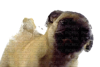 Собака - Безплатен анимиран GIF