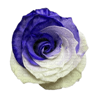 Purple/White Rose - nemokama png