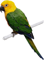 Kaz_Creations Parrot Bird - PNG gratuit