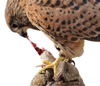 falcon, haukka, lintu, bird - png gratis