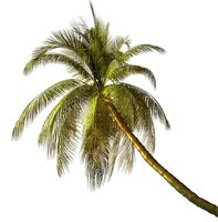 palm by nataliplus - png ฟรี