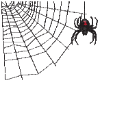 Spider Web - Zdarma animovaný GIF