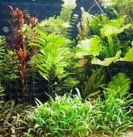 Rena Aquarium Wasserpflanzen - png gratuito