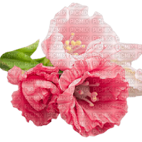 blommor-flowers-rosa - png gratis