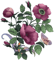 poppy flowers bp - zdarma png