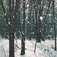 winter forest bg GIF hiver Foret fond