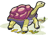tortue - Free animated GIF