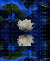Background Lotus - Free animated GIF